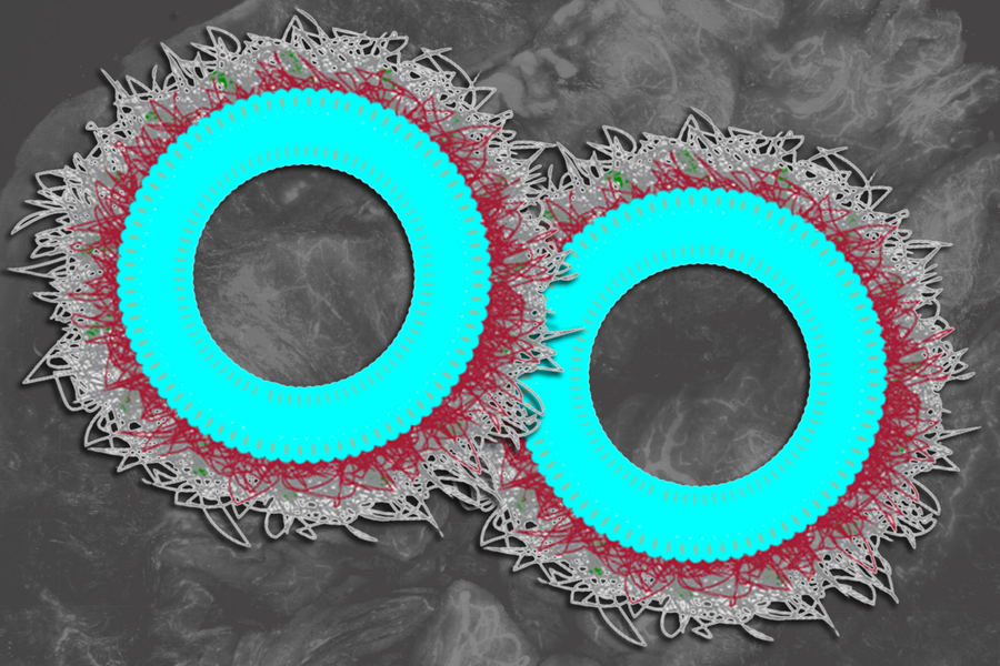 Two overlapping bright cyan rings with intricate red and white lace-like edges on a dark gray textured background. The overall composition appears abstract but evokes a scientific or microscopic theme.
