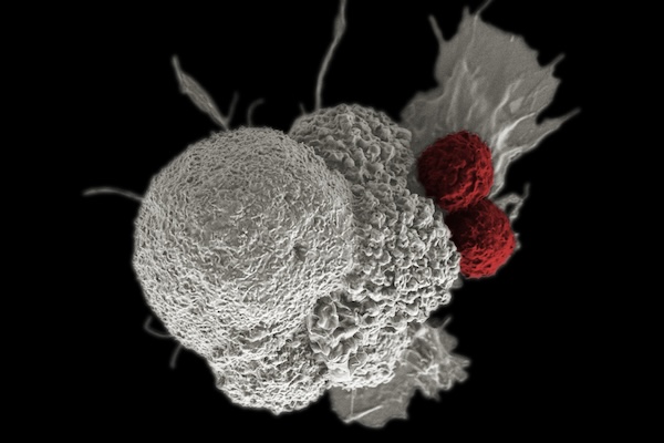 Microscopic view of a textured white cell with two smaller red spherical cells against a black background.