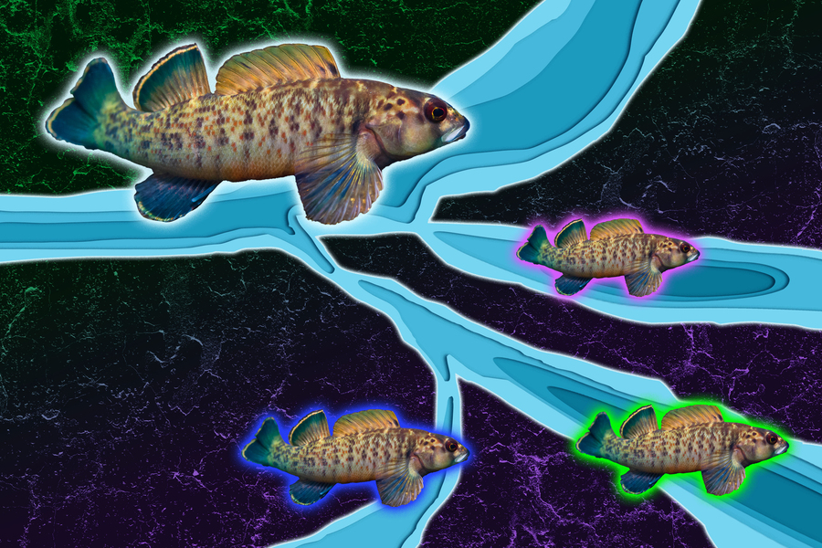 Illustrated composite of spotted fish navigating a branching river channel system, with individual fish highlighted in different colors to represent population divergence or migration paths