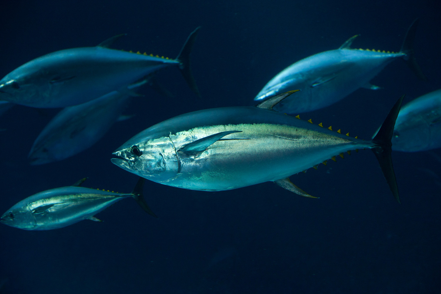 School of yellowfin tuna swimming in deep blue ocean water, with one large fish prominently in the foreground.