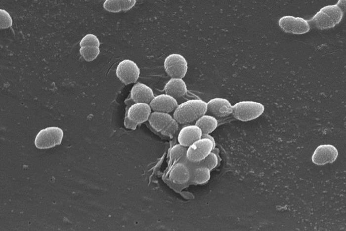 Scanning electron micrograph of clustered oval-shaped cells attached to a surface.
